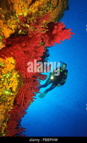 Scuba Diver in einem Drop-off mit roten Seefächern (Paramuricea Clavata), Korsika, Frankreich Stockfoto