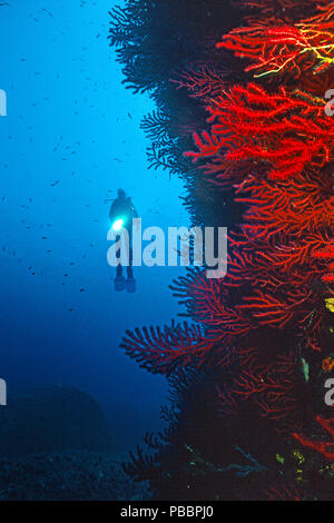 Scuba Diver in einem Drop-off mit roten Seefächern (Paramuricea Clavata), Korsika, Frankreich Stockfoto