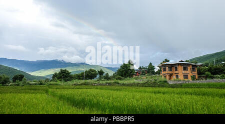 Rohreis Feld am Sopsokha Dorf in Paro, Bhutan. Die Landwirtschaft hat eine dominierende Rolle in Bhutan Wirtschaft. Stockfoto