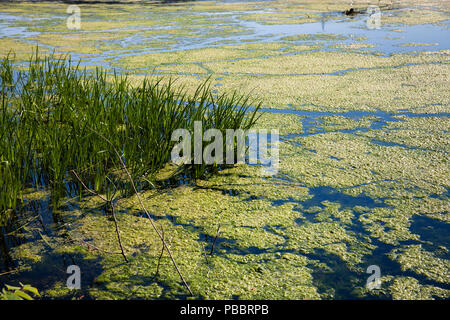 Elodea waterweed auf See Harkort, Stadt Wetter an der Ruhr, Deutschland. Wasserpest Elodea mit dem Harkortsee in Wetter an der Ruhr, Deutschland Stockfoto