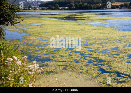 Elodea waterweed auf See Harkort, Stadt Wetter an der Ruhr, Deutschland. Wasserpest Elodea mit dem Harkortsee in Wetter an der Ruhr, Deutschland Stockfoto