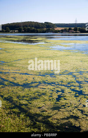 Elodea waterweed auf See Harkort, Stadt Wetter an der Ruhr, Deutschland. Wasserpest Elodea mit dem Harkortsee in Wetter an der Ruhr, Deutschland Stockfoto