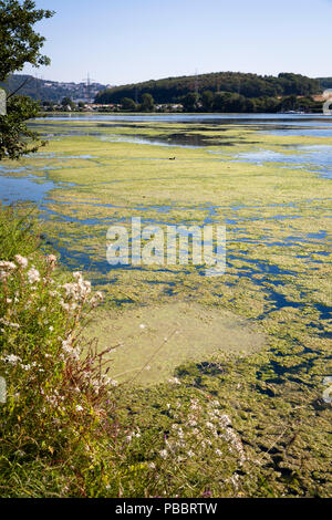 Elodea waterweed auf See Harkort, Stadt Wetter an der Ruhr, Deutschland. Wasserpest Elodea mit dem Harkortsee in Wetter an der Ruhr, Deutschland Stockfoto