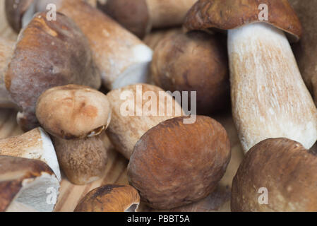 Frische Steinpilze Makro auf Holztisch selektiven Fokus Stockfoto