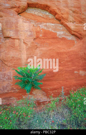 Canyon Wände in Oklahoma's Red Rock Canyon State Park Stockfoto