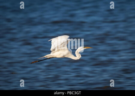 Silberreiher (Ardea Alba) im Flug Stockfoto