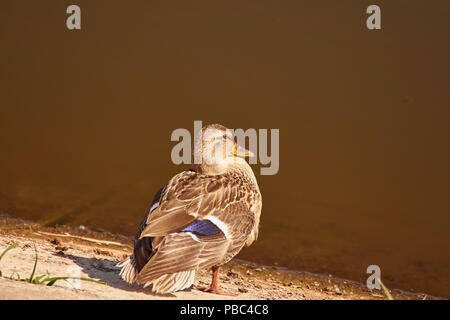 Eine Wildente, in der Sonne zu sitzen am See. Stockfoto