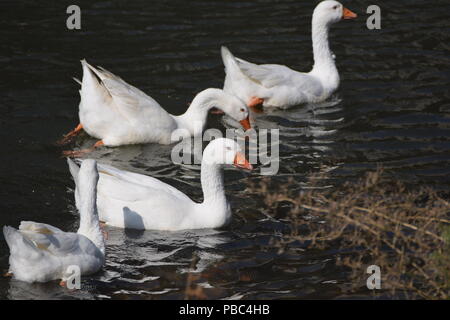 Weiße Gänse schwimmend auf dem Fluss Stockfoto