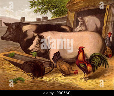 . (Nach reusableart Anfrage gelöscht.). ca. 1872 1196 Schweine im Barnyard Stockfoto