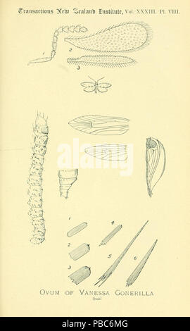 1202 Pl. VIII Transaktionen und Verfahren von Neuseeland Institut Vol. 33 Stockfoto