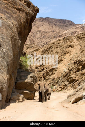 Afrikanischer Elefant (Loxodonta africana), Wüste Wohnung Elefant, Hoanib River, Namibia, November 2014 Stockfoto