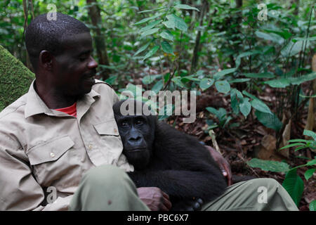 Aspinall Foundation Arbeiter umarmen Westlicher Flachlandgorilla (Gorilla gorilla Gorilla) verwaiste Kinder Alter 5 Jahre, PPG Wiedereinführung Projekt von Aspinall Foundation, bateke Plateau National Park, Gabun, Juni 2011 verwaltet Stockfoto