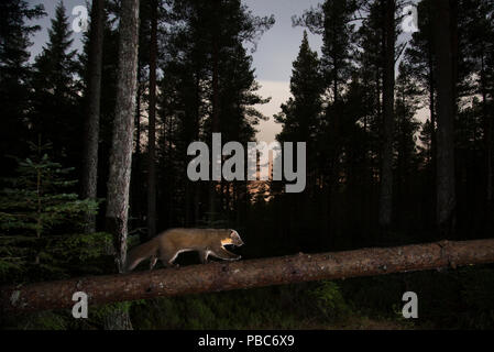 Baummarder (Martes martes) entlang Zweig in der Nacht, Black Isle, Schottland, Großbritannien. Februar, Remote Camera trap. Stockfoto