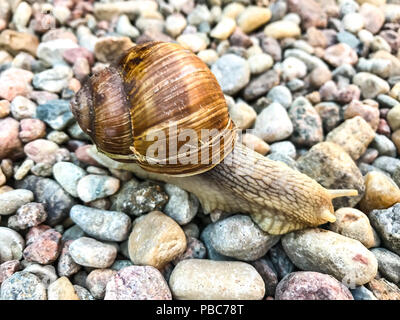 Große Traube Schnecke sitzt auf dem Felsen. Studio Foto Stockfoto