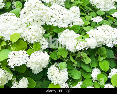 Hortensia Strauch mit weißen Blüten. Studio Foto Stockfoto