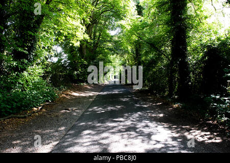 Von Bäumen gesäumten Single Lane country lane mit Sommer Sonne durch die Baumkronen shining dappled Stockfoto