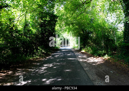 Von Bäumen gesäumten Single Lane country lane mit Sommer Sonne durch die Baumkronen shining dappled Stockfoto