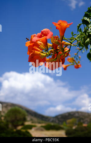 Cluster der roten n orange Campsis radicans (Trompete Weinstock) der Familie Bignoniaceae mit busy bee schweben. Saronida, Ost Attika, Griechenland, Europa. Stockfoto