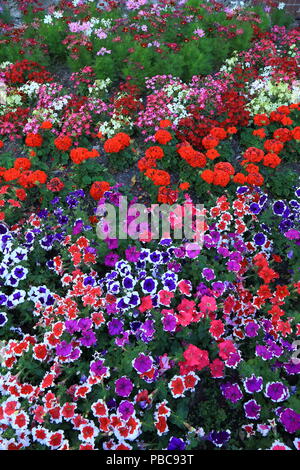 Sehr bunten Blumenbeet im Sommer blühen Stockfoto