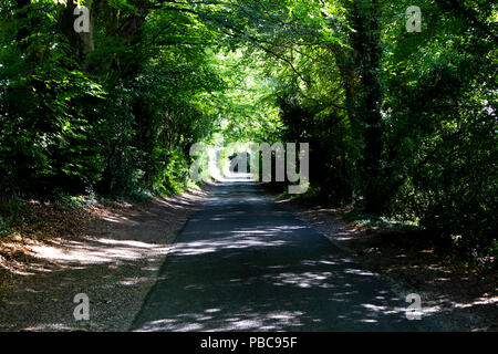 Von Bäumen gesäumten Single Lane country lane mit Sommer Sonne durch die Baumkronen shining dappled Stockfoto