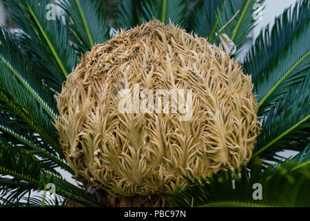 Big Bud von cycas revoluta cycadaceae sago Palm aus Japan Stockfoto