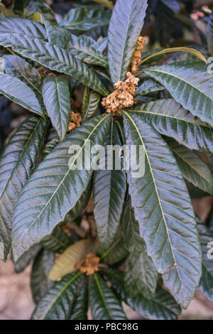 Dunkelgrüne Blätter Blatt von Eriobotrya japonica Werk aus Japan Stockfoto