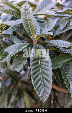 Dunkelgrüne Blätter Blatt von Eriobotrya japonica Werk aus Japan Stockfoto