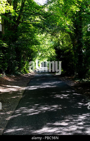 Von Bäumen gesäumten Single Lane country lane mit Sommer Sonne durch die Baumkronen shining dappled Stockfoto