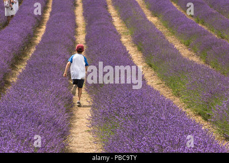 Reihen von Lavendel in Feld bei Lordington Lordington Lavendel, Bauernhof, Sussex, Juli, Stockfoto