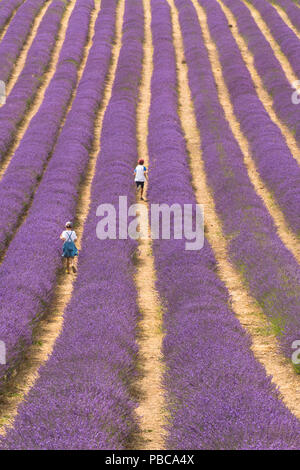 Jungen und Mädchen, Kinder, in Reihen von Lavendel im Feld an Lordington Lordington Lavendel, Bauernhof, Sussex, Juli, Stockfoto