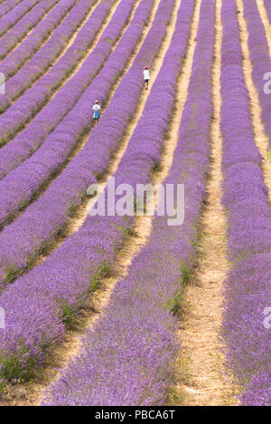 Jungen und Mädchen, Kinder, in Reihen von Lavendel im Feld an Lordington Lordington Lavendel, Bauernhof, Sussex, Juli, Stockfoto