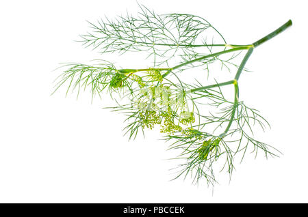 Blühender Zweig Dill isoliert auf Weiss. Studio Foto Stockfoto