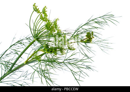 Blühender Zweig Dill isoliert auf Weiss. Studio Foto Stockfoto