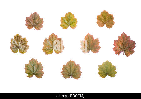 Floral background, Muster von Blumen Heuchera, Ansicht von oben. Studio Foto Stockfoto