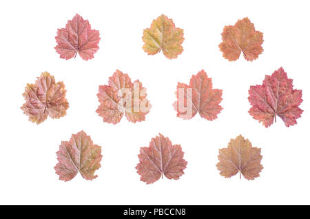 Floral background, Muster von Blumen Heuchera, Ansicht von oben. Studio Foto Stockfoto