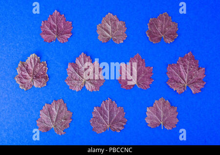 Floral background, Muster von Blumen Heuchera, Ansicht von oben. Studio Foto Stockfoto