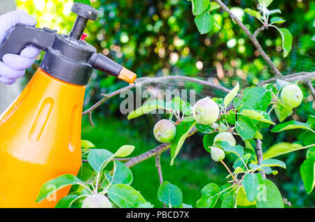 Hand mit Handschuh spritzen Blätter von Obst baum gegen Pflanzenkrankheiten. Studio Foto Stockfoto