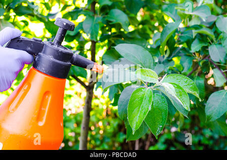 Hand mit Handschuh spritzen Blätter von Obst baum gegen Pflanzenkrankheiten. Studio Foto Stockfoto