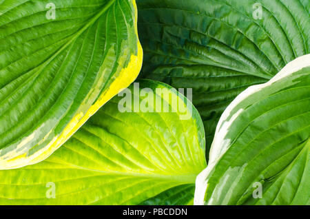 Kreative Gestaltung der grünen Blätter für Natur Hintergrund. Studio Foto Stockfoto