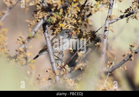 Schwarz, dass Sparrow Dezember 10th, 2010 Saguaro National Park Canon 50D, 400 5.6L Stockfoto