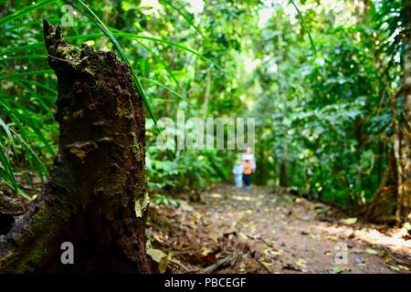 Stromkreis Nandroya fällt, Atherton Tablelands, QLD, Australien Stockfoto