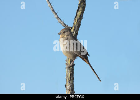 Canyon Towhee Dezember 10th, 2010 Saguaro National Park, Arizona Stockfoto