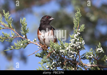 Östlichen Towhee August 28th, 2009 Newton Hills State Park, South Dakota Canon 50D, 400 5.6L Stockfoto