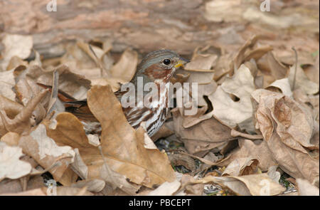 Fox Sparrow November 7th, 2007 Big Sioux Recreation Area in der Nähe von Brandon, South Dakota Stockfoto