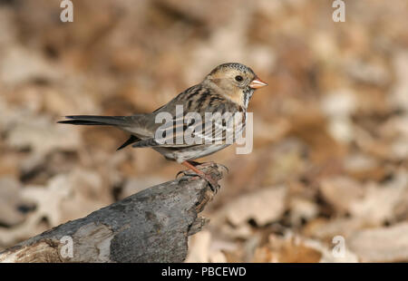 Harris' Sparrow November 17th, 2007 Big Sioux Recreation Area in der Nähe von Brandon, South Dakota Stockfoto