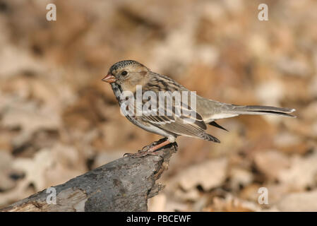 Harris' Sparrow November 17th, 2007 Big Sioux Recreation Area in der Nähe von Brandon, South Dakota Stockfoto