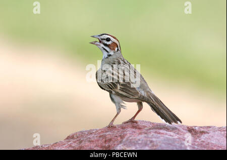 Lark Sperber - 3. JULI 2005. - - Perry Naturgebiet in der Nähe von Sioux Falls Stockfoto