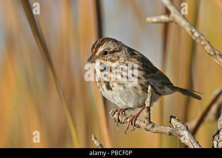 Song sparrow -- 15. Oktober 2005 - - Atkins Slough in der Nähe von Kaffee Stockfoto