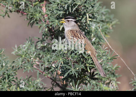 Weiß - gekrönte Spatz Dezember 9th, 2011 Sutro-bäder, San Francisco, CA Canon 50D, 400 5.6L Stockfoto