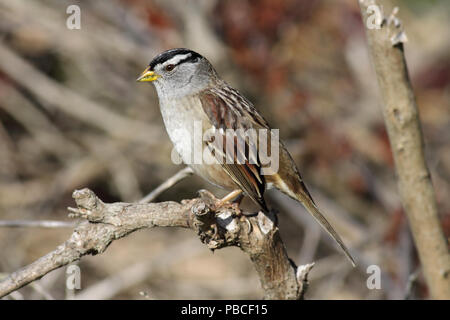 Weiß - gekrönte Spatz Dezember 9th, 2011 Sutro-bäder, San Francisco, CA Canon 50D, 400 5.6L Stockfoto